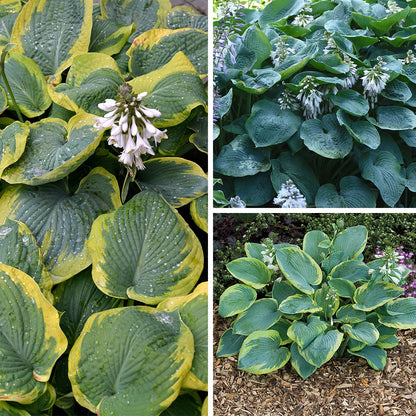 Hosta Lily flower Seeds for Planting Elevate Your Gardening Experience with Stunning, Long lasting Blooms