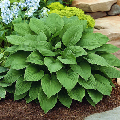 Premium Green Hosta Seeds – Lush Shade Garden Foliage Plant