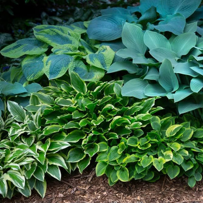 Mixed Hosta Perennials, Hardy Bare Root Shade Plants for Lush Gardens