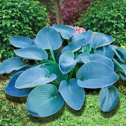 Rare Sky Blue Hosta Plant Seeds Fragrant August Lily, Drought-Tolerant Landscaping Gem