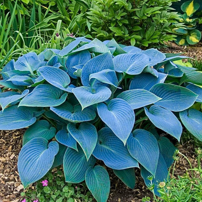 Rare Sky Blue Hosta Plant Seeds Fragrant August Lily, Drought-Tolerant Landscaping Gem