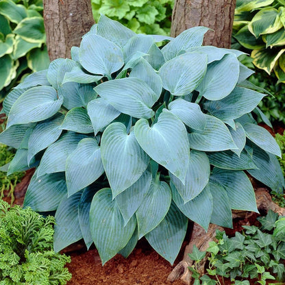 Rare Sky Blue Hosta Plant Seeds Fragrant August Lily, Drought-Tolerant Landscaping Gem
