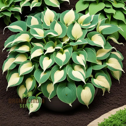 Premium Hosta Seeds – Decorative Foliage Variety for Shaded Gardens