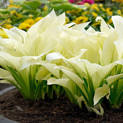 White Feather Hosta Seeds – Plantaginea Fragrant Shade Garden Variety