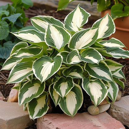 Mixed Hosta Jordan Seeds – Perennial Shade Garden Plant for Landscaping & Ground Cover
