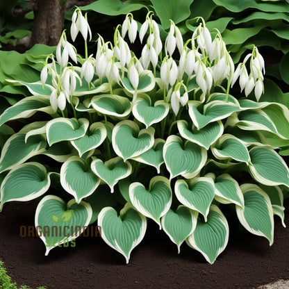 Hosta Lily flower Seeds for Planting Elevate Your Gardening Experience with Stunning, Long lasting Blooms