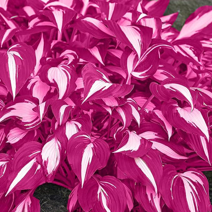 Pink White Hosta Seeds – Variegated Shade-Loving Perennial for Borders & Gardens