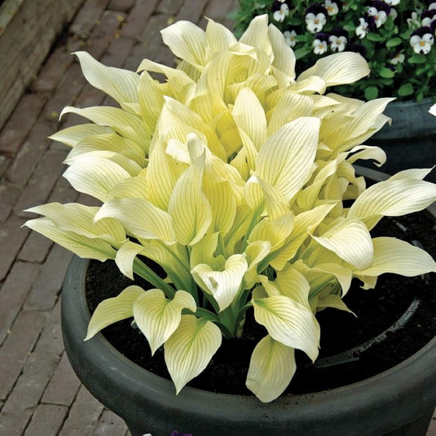 White Feather Hosta Seeds – Plantaginea Fragrant Shade Garden Variety