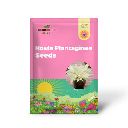 White Feather Hosta Seeds – Plantaginea Fragrant Shade Garden Variety