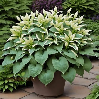 Jardin Perennials Hosta Lily Seeds – Variegated Foliage, Assorted Colors