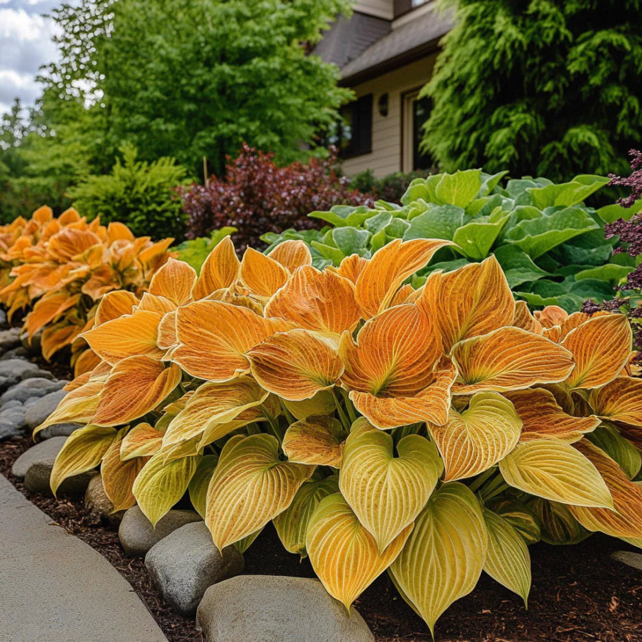 Rare Orange Hosta Plant Seeds Unique and Vibrant Shade Garden Perennial