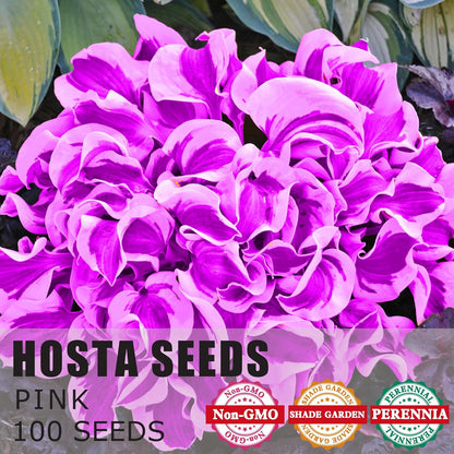 Purple Hosta Seeds, Perennial Hosta Plants for Outdoor Gardens, Low Maintenance And Easy to Grow