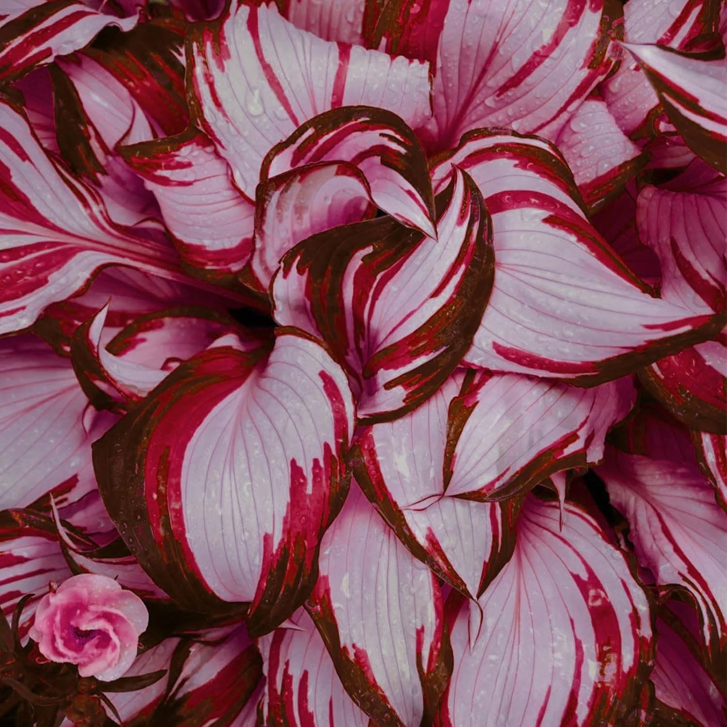 Red And White Hosta Seeds And Shade Loving Perennial with Wavy Red Edges And White Inner Leaves, Perfect for Elegant Garden Borders, Hardy in Zones