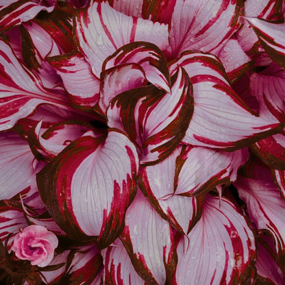 Red And White Hosta Seeds And Shade Loving Perennial with Wavy Red Edges And White Inner Leaves, Perfect for Elegant Garden Borders, Hardy in Zones