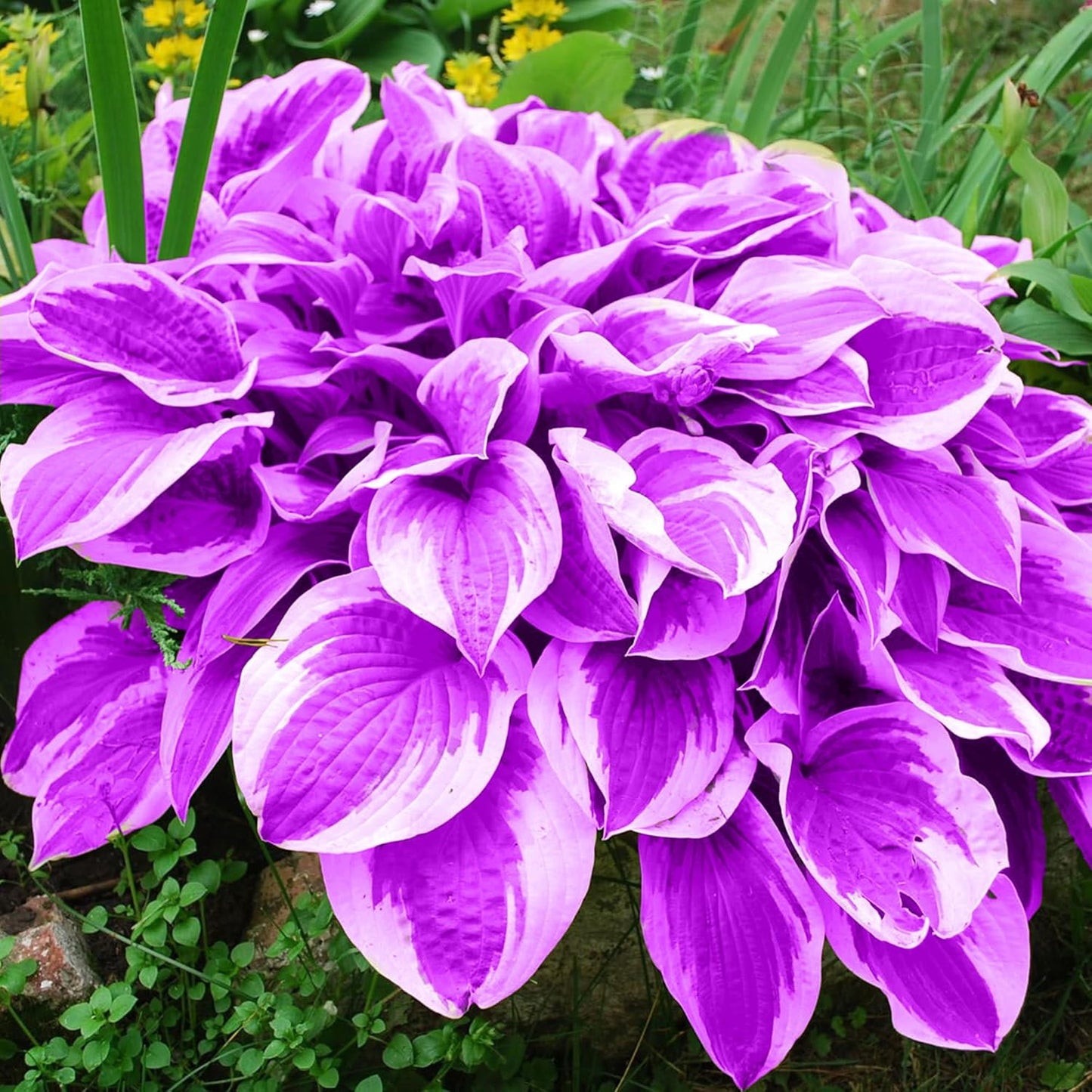 Purple Hosta Seeds, Perennial Hosta Plants for Outdoor Gardens, Low Maintenance And Easy to Grow