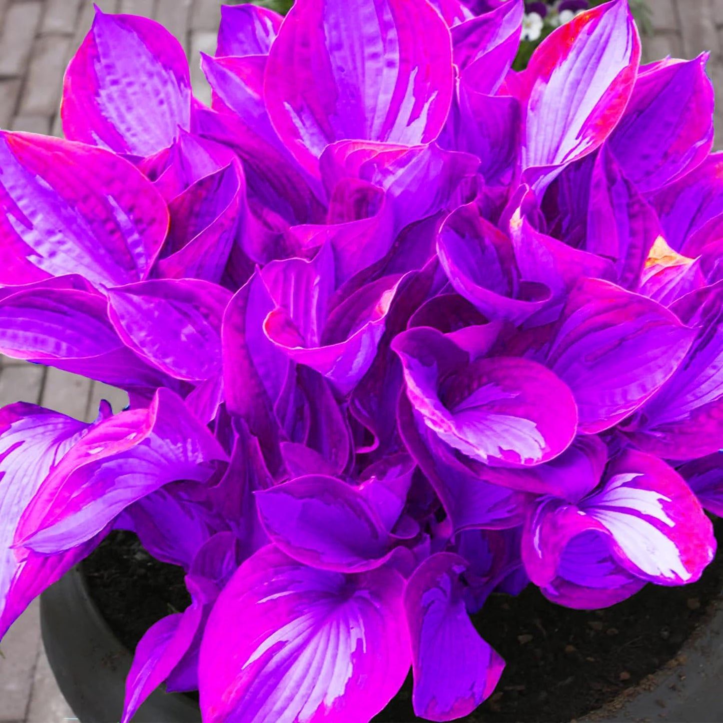 Rare Blue And Purple Hosta Seeds, Easy to Grow Perennial Shade Garden Beauties