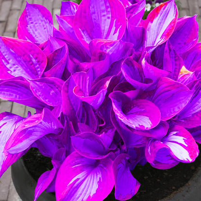 Rare Blue And Purple Hosta Seeds, Easy to Grow Perennial Shade Garden Beauties