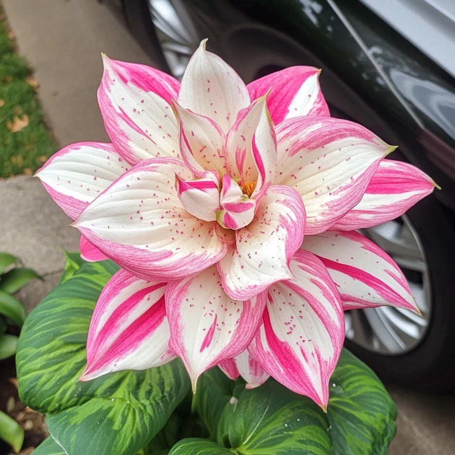 Rare Mix Hosta Plant Seeds,  Pink and White  Elegant Shade Garden Blooms