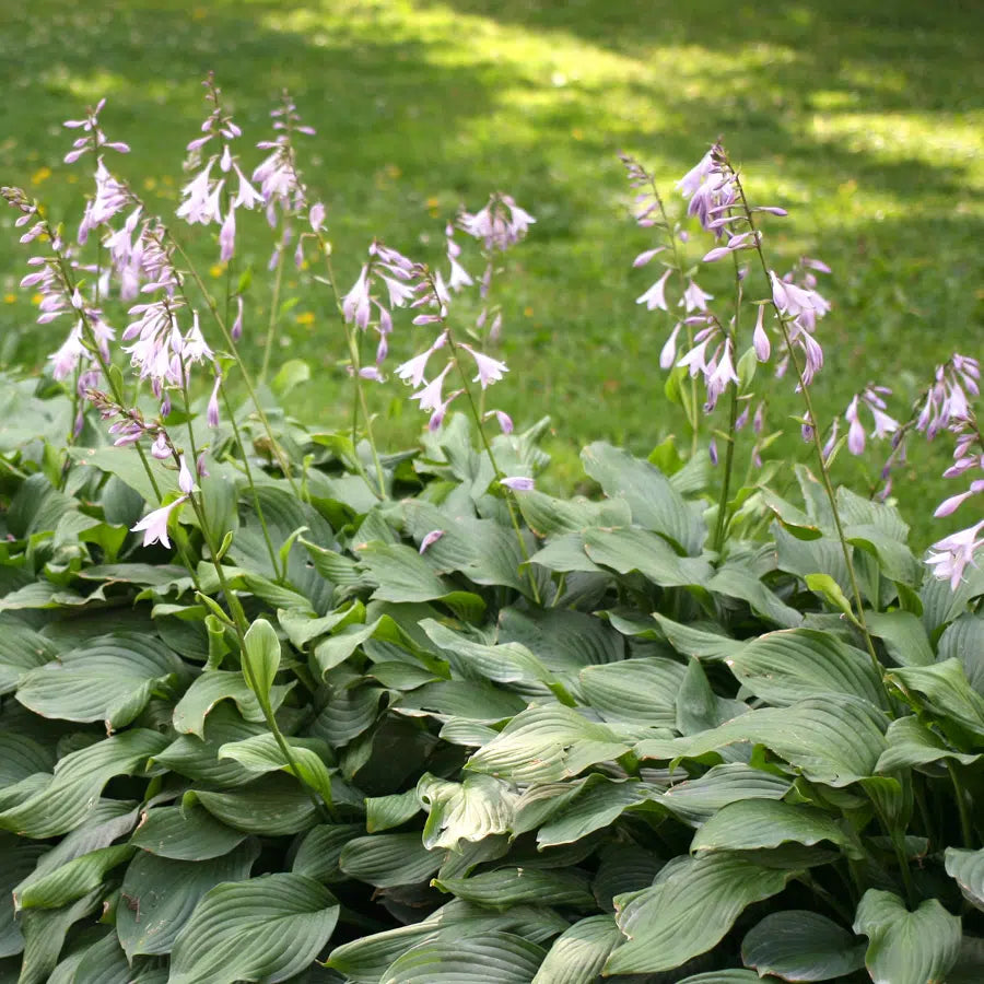 Hosta Lily flower Seeds for Planting Elevate Your Gardening Experience with Stunning, Long lasting Blooms