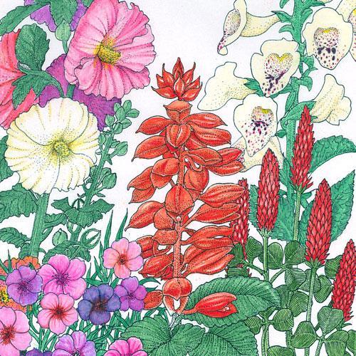 Hummingbird Garden Wildflower Mix (1/4 lb) – Flower Seeds