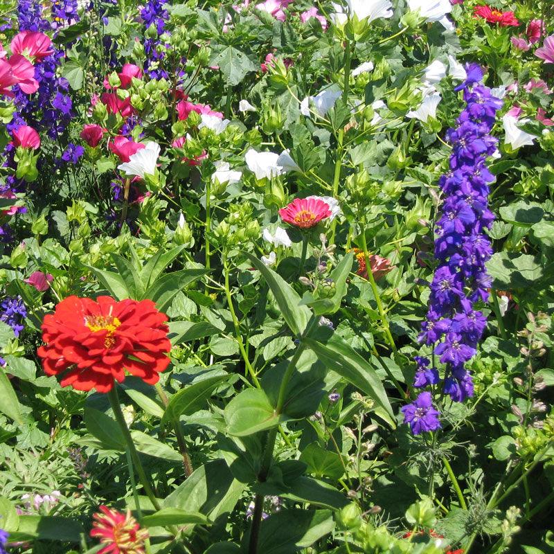 Hummingbird Garden Wildflower Mix (1/4 lb) – Flower Seeds