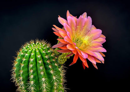 LUNA - Room Spray & Reed Diffuser - CACTUS FLOWER & JADE –