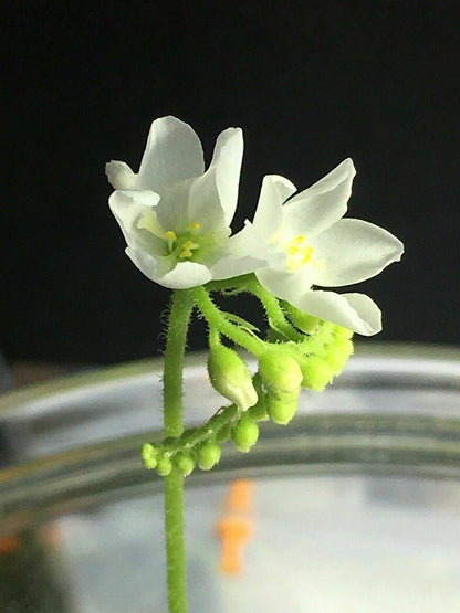 Drosera capensis Alba Sundew – Carnivorous Fungus Gnat Catcher – Drosera