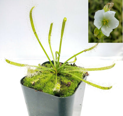 Drosera capensis Alba Sundew – Carnivorous Fungus Gnat Catcher – Drosera