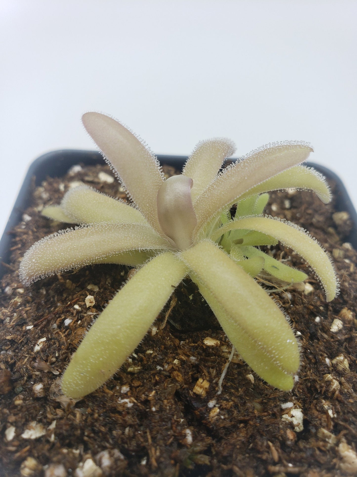Pinguicula agnata x gypsicola – Carnivorous Butterwort – Butterworts