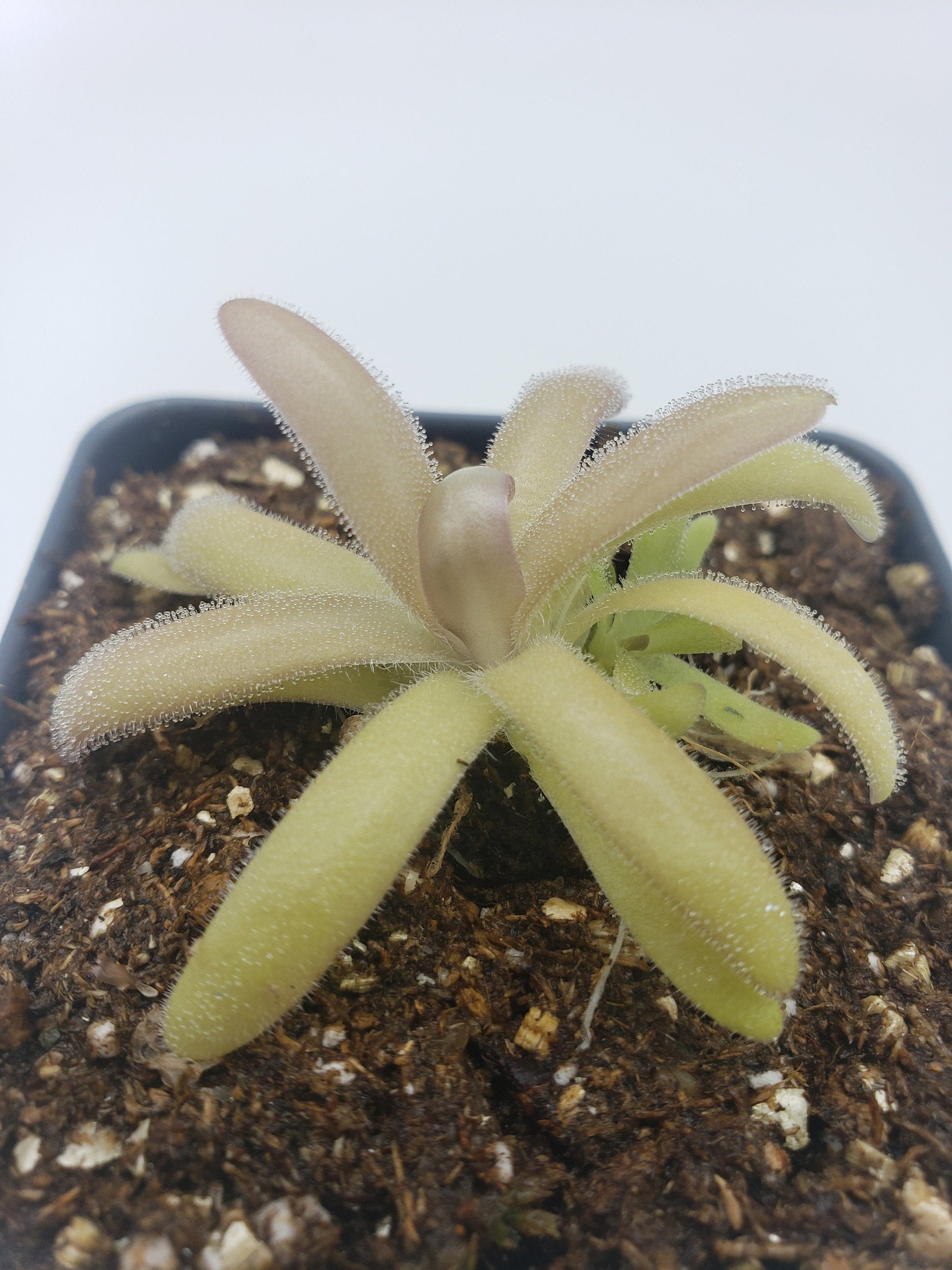 Pinguicula agnata x gypsicola – Carnivorous Butterwort – Butterworts