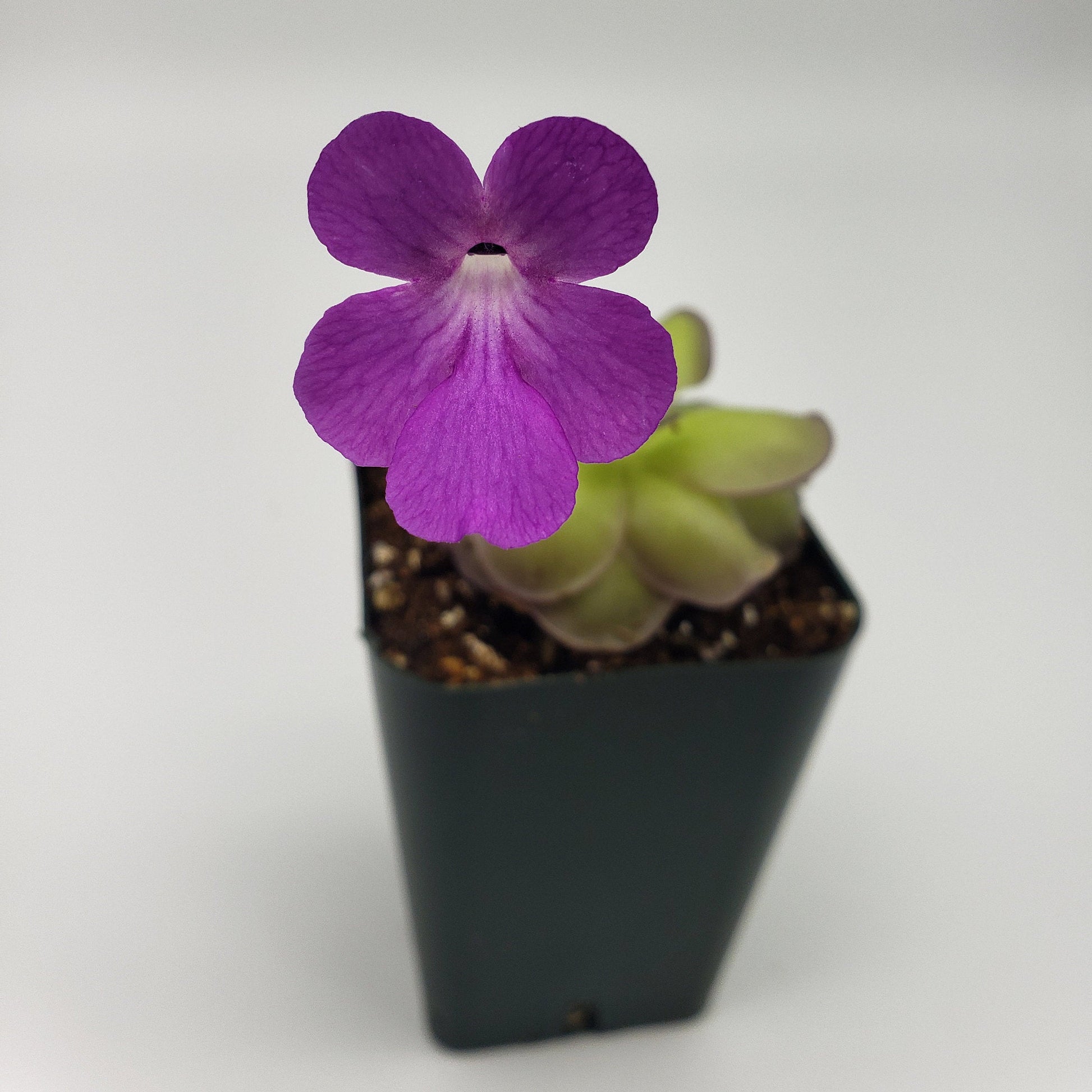 Carnivorous Butterwort Plants – Pinguicula for Indoor Terrariums & Windowsills – Butterworts