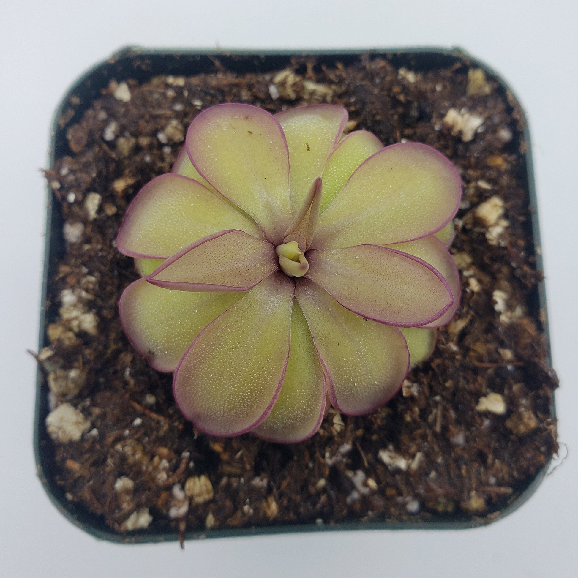 Pinguicula laueana x emarginata – Butterworts