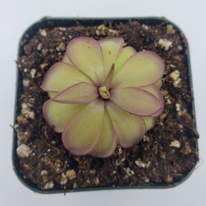 Pinguicula laueana x emarginata – Butterworts