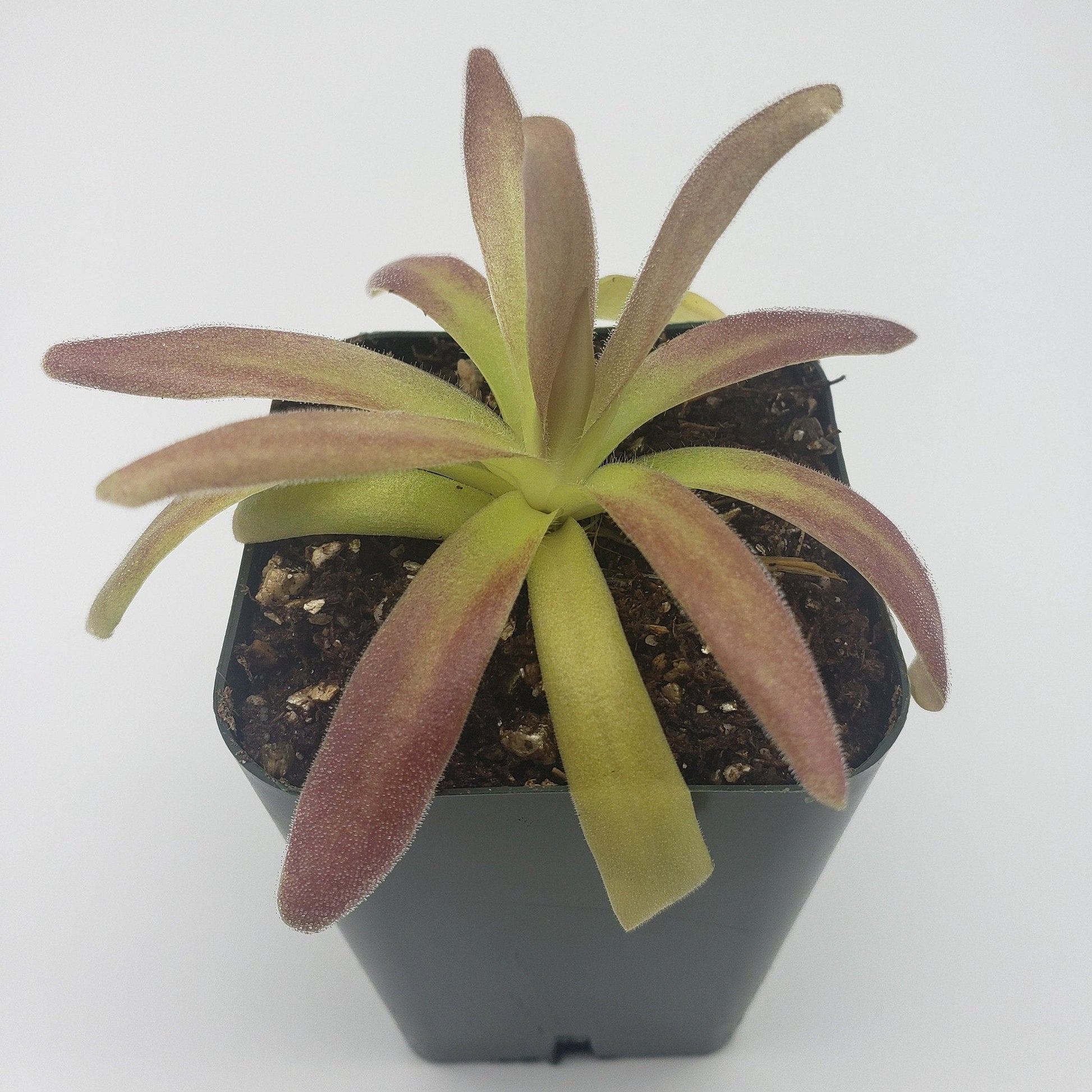 Pinguicula agnata ‘El Lobo’ x moctezumae – Carnivorous Butterwort 1–2" – Butterworts