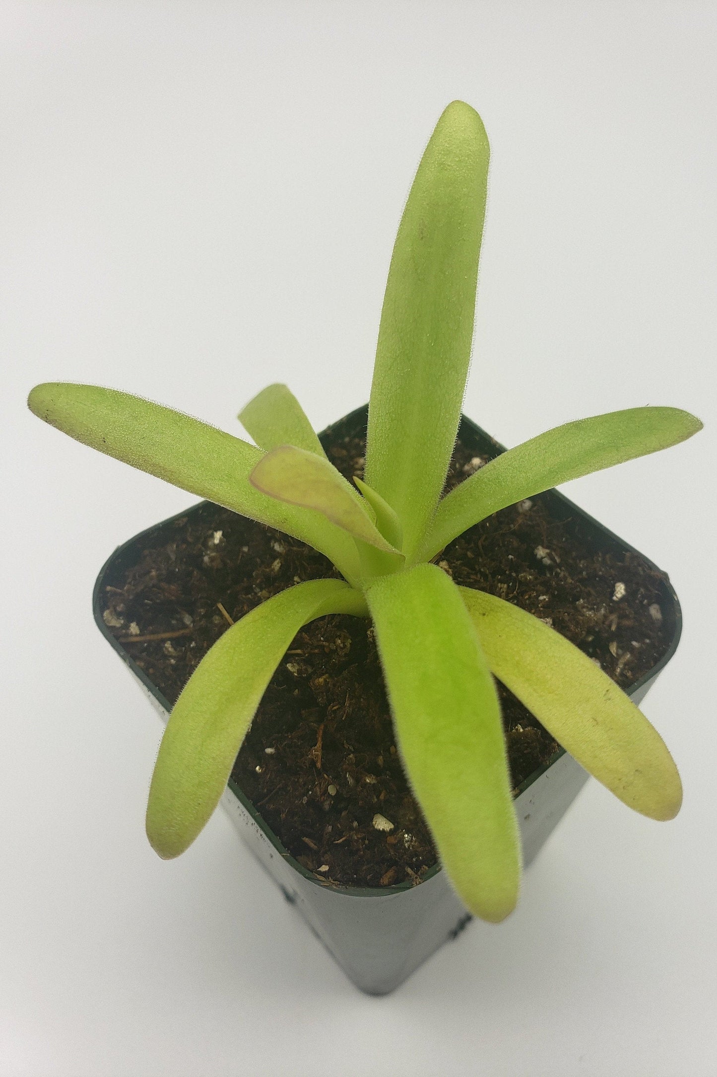 Pinguicula agnata ‘El Lobo’ x moctezumae – Carnivorous Butterwort 1–2" – Butterworts