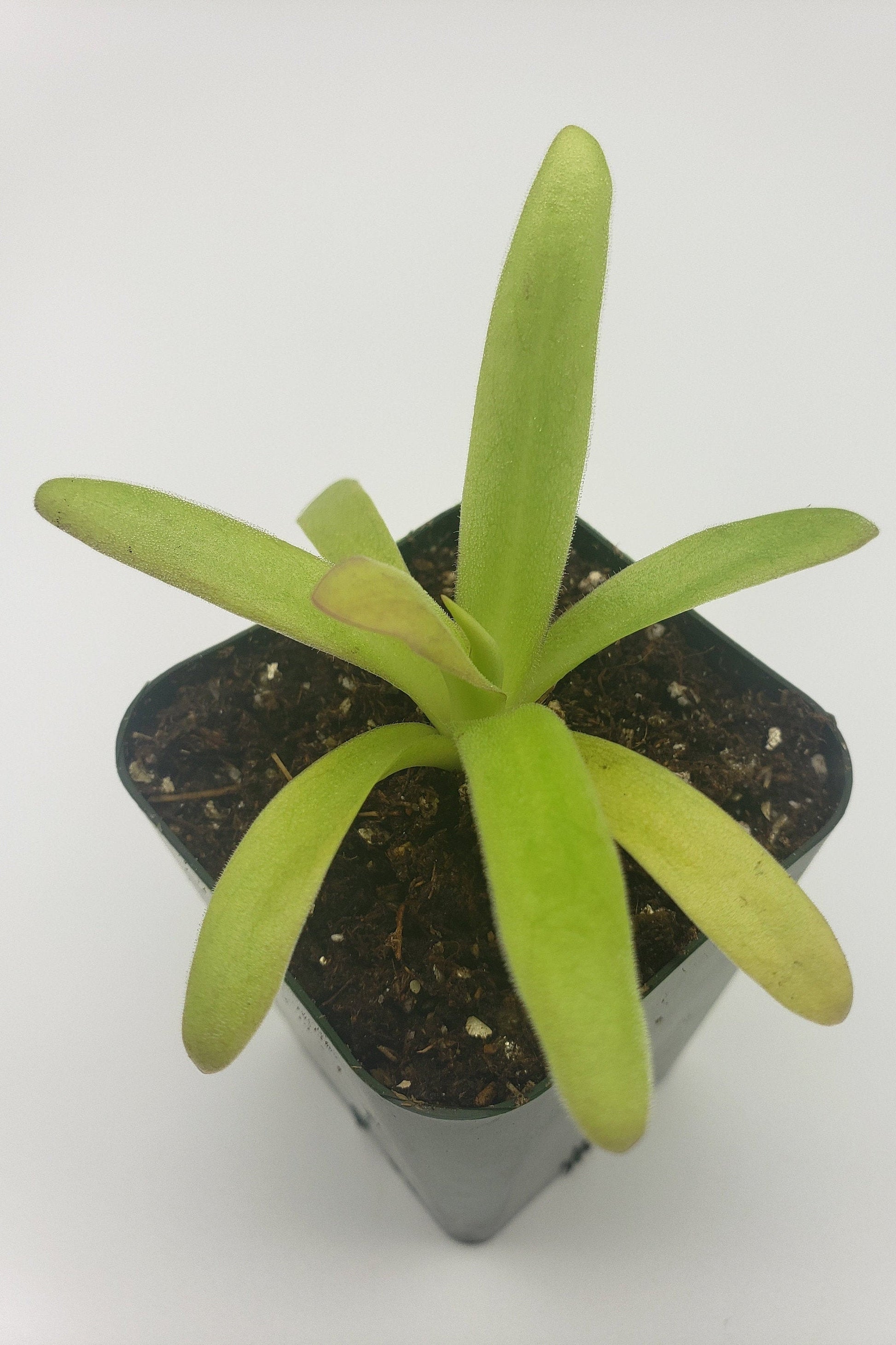 Pinguicula agnata ‘El Lobo’ x moctezumae – Carnivorous Butterwort 1–2" – Butterworts
