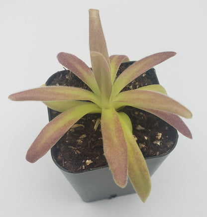 Pinguicula agnata ‘El Lobo’ x moctezumae – Carnivorous Butterwort 1–2" – Butterworts