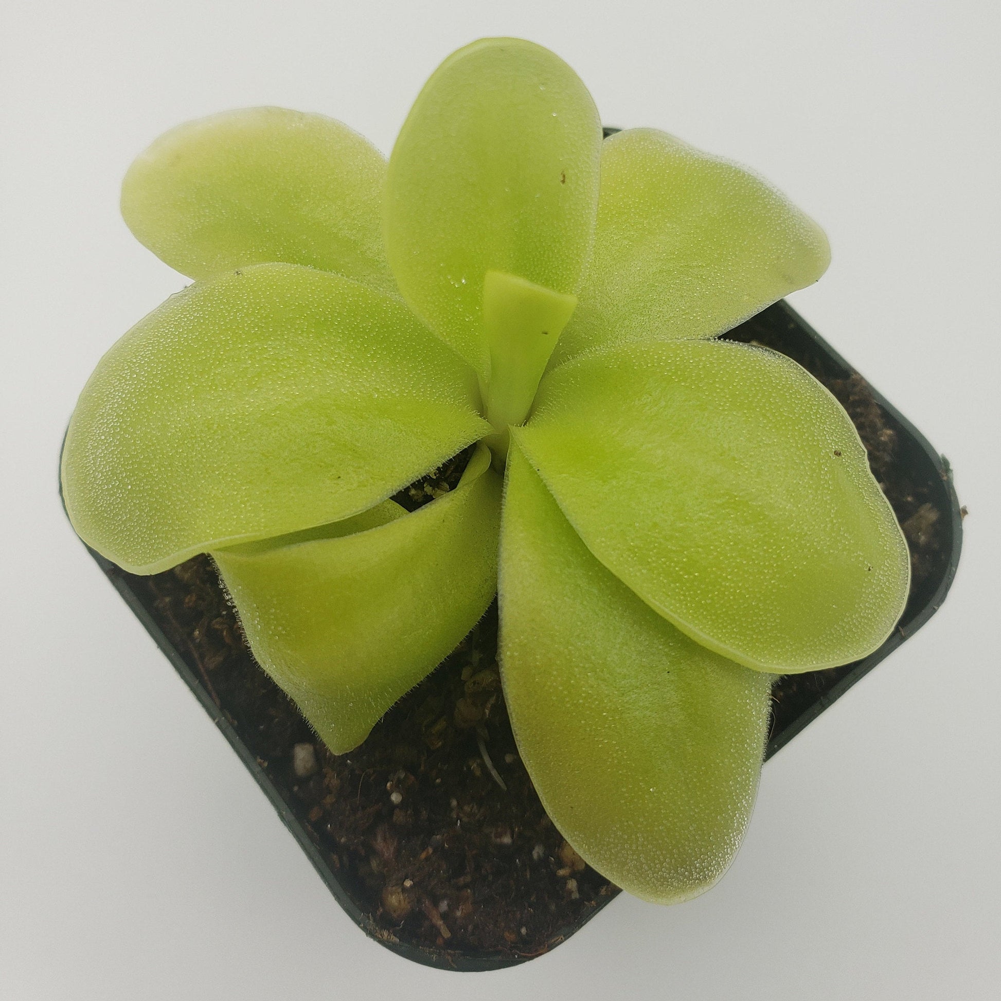 Pinguicula gigantea x 'Huahuapan' - Live Carnivorous Butterwort Plant – Butterworts