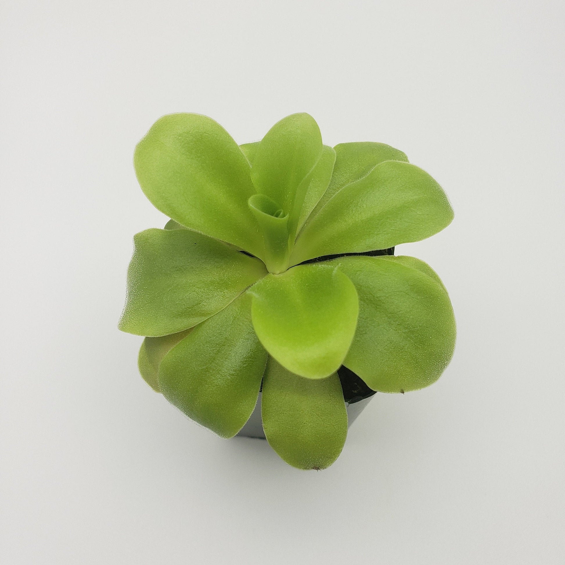 Pinguicula agnata 'El Lobo' x 'Huahuapan' - Live Carnivorous Butterwort Plant – Butterworts