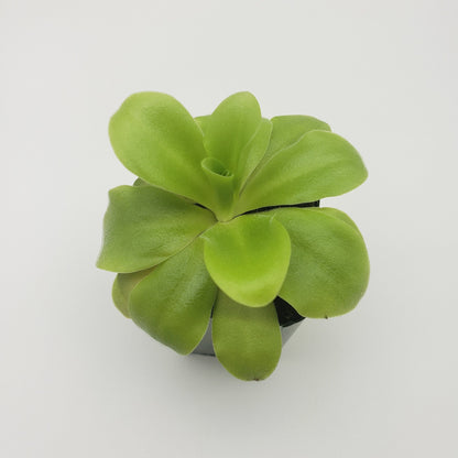 Pinguicula agnata 'El Lobo' x 'Huahuapan' - Live Carnivorous Butterwort Plant – Butterworts
