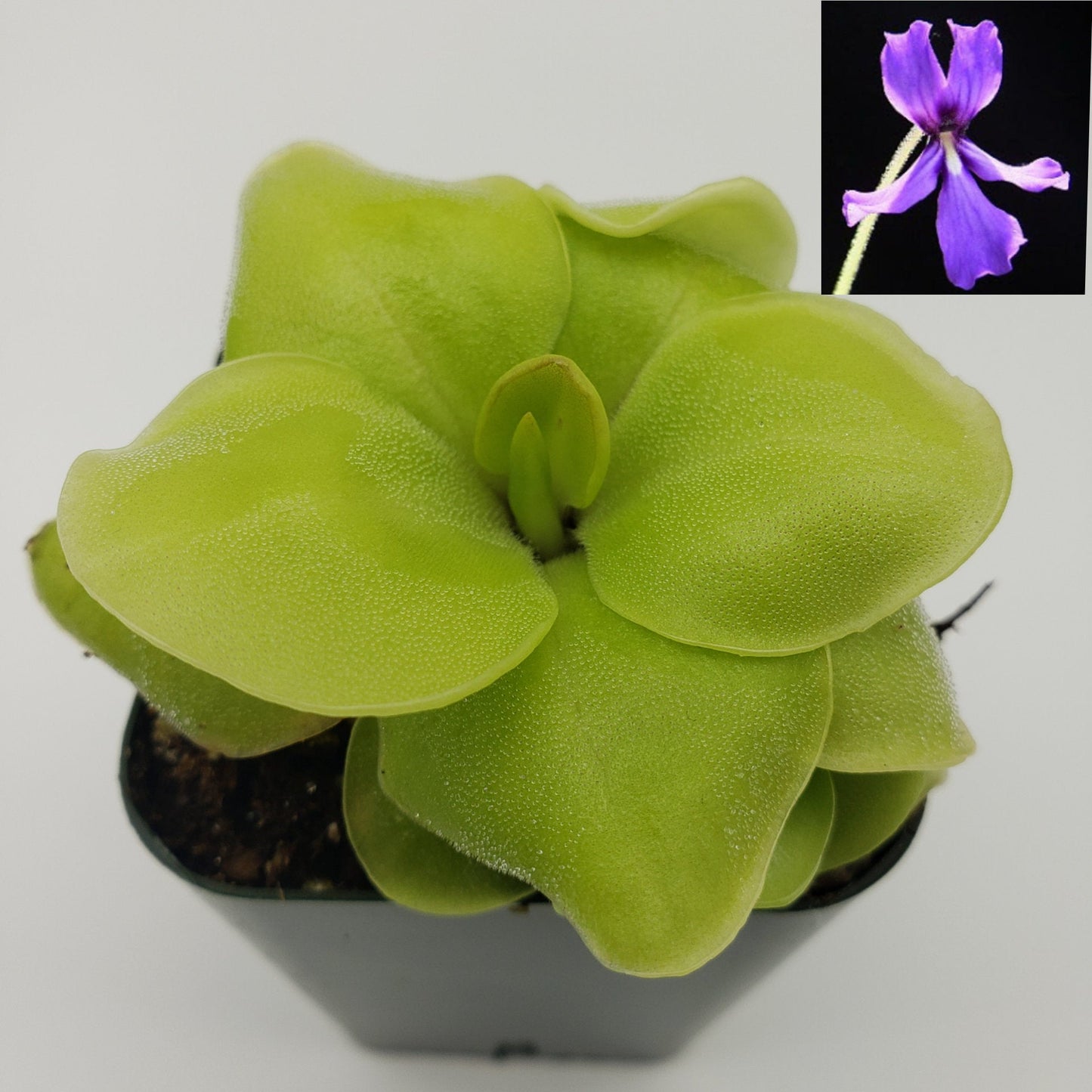 Pinguicula Huahuapan – Butterworts