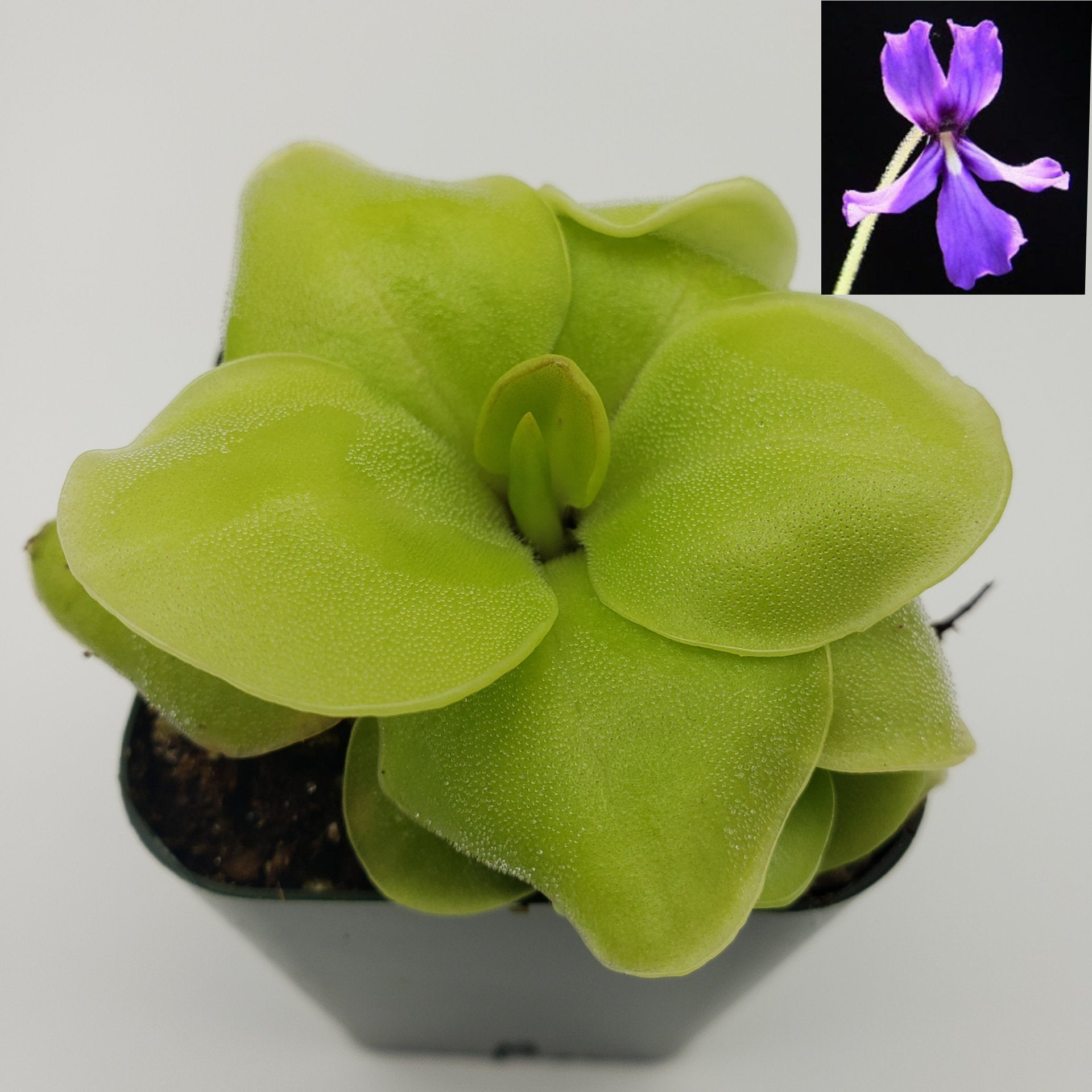 Pinguicula Huahuapan – Butterworts