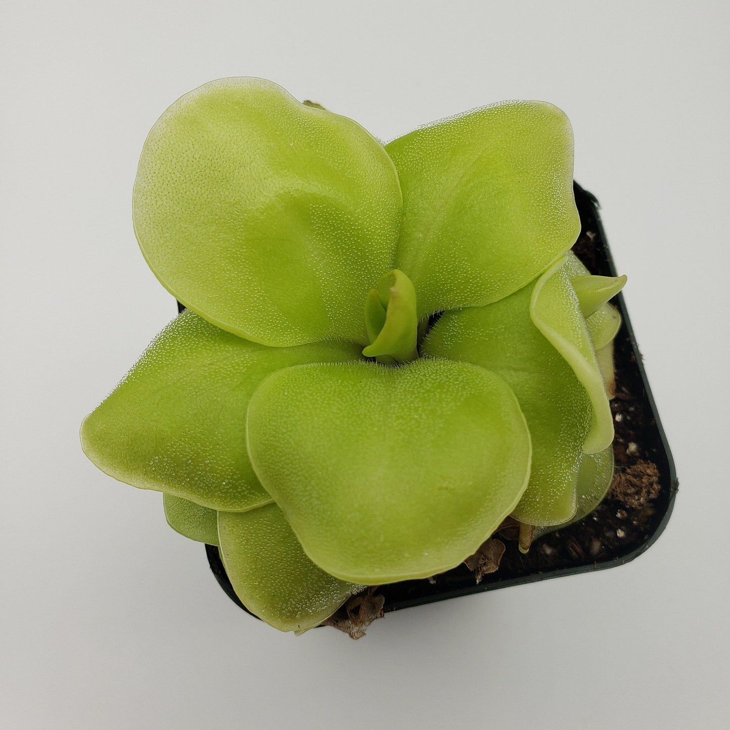 Pinguicula Huahuapan – Butterworts