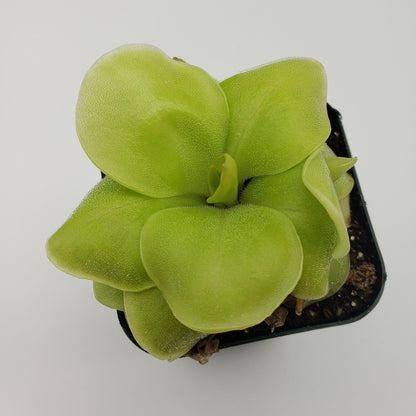 Pinguicula Huahuapan – Butterworts
