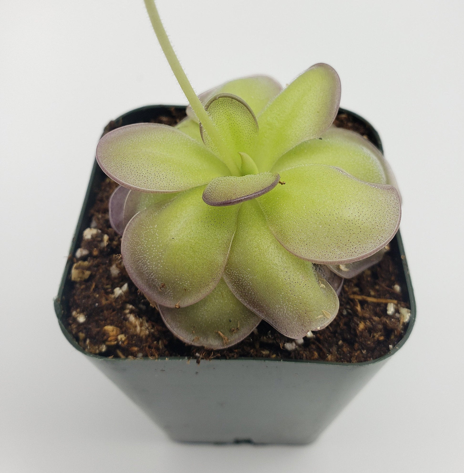 Carnivorous Butterwort Plants – Pinguicula for Indoor Terrariums & Windowsills – Butterworts