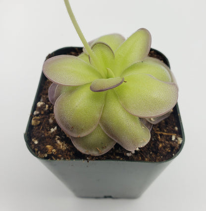 Carnivorous Butterwort Plants – Pinguicula for Indoor Terrariums & Windowsills – Butterworts