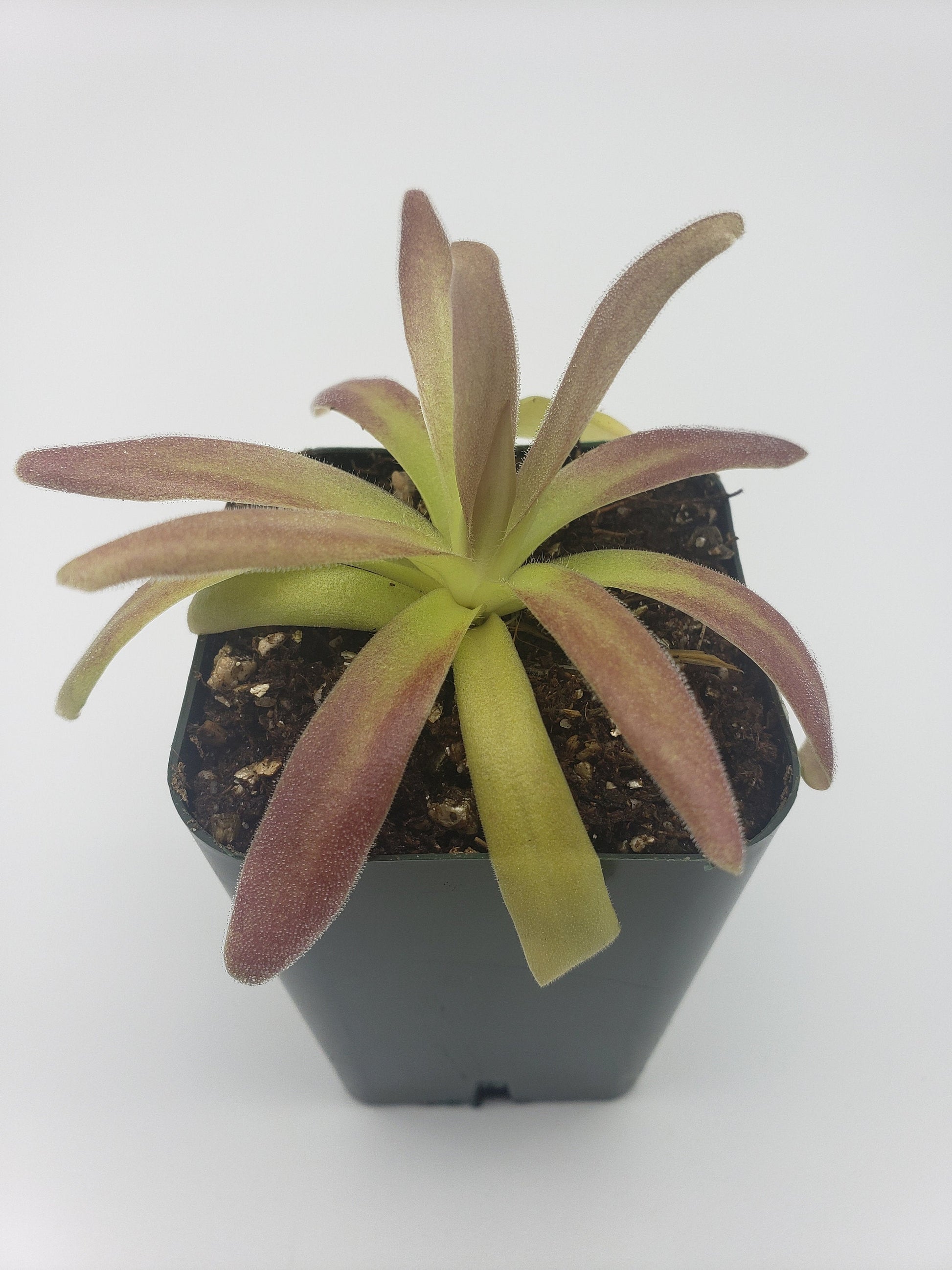 Pinguicula agnata ‘El Lobo’ x moctezumae – Carnivorous Butterwort 1–2" – Butterworts