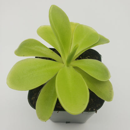 Pinguicula gigantea x 'Huahuapan' - Live Carnivorous Butterwort Plant – Butterworts