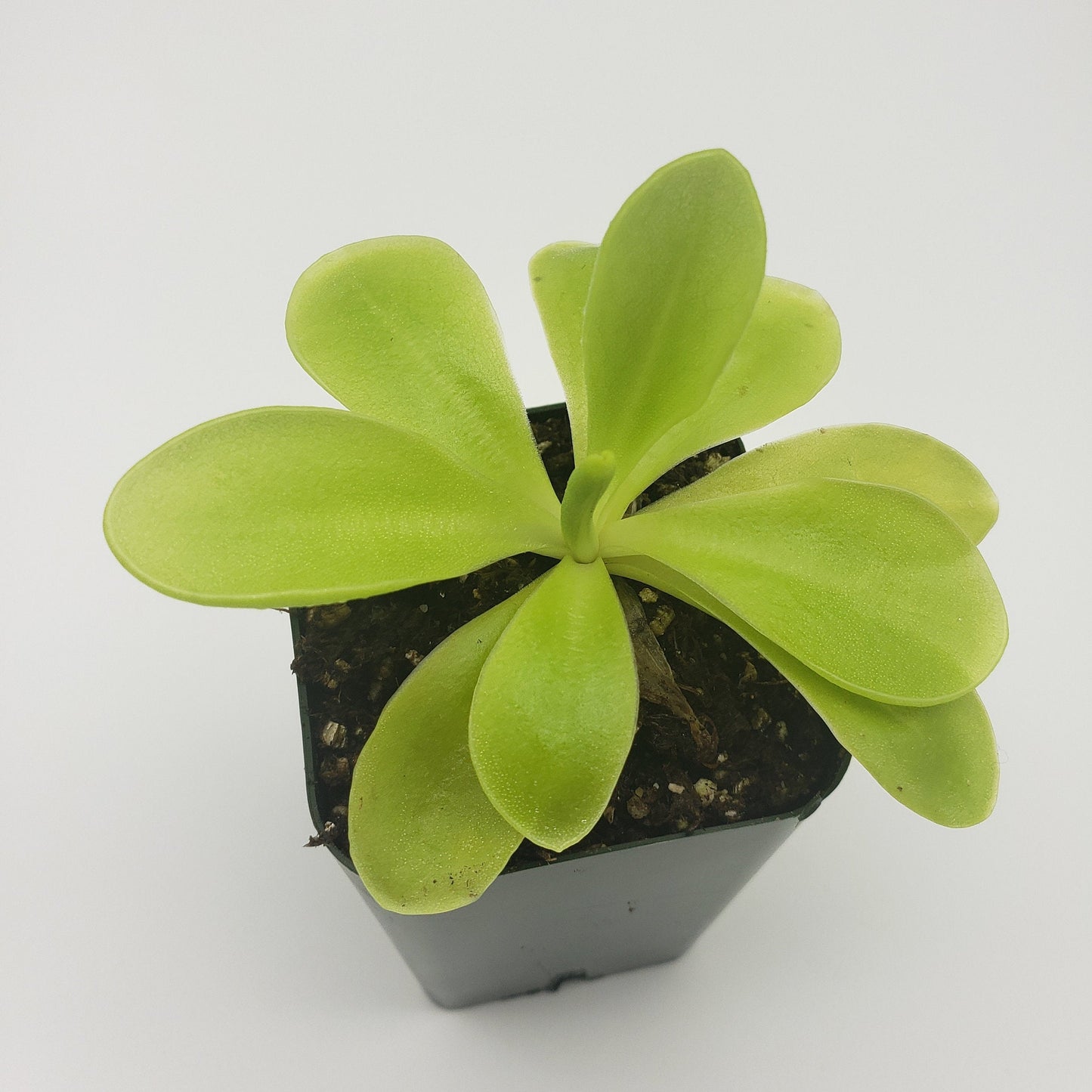 Pinguicula gigantea x 'Huahuapan' - Live Carnivorous Butterwort Plant – Butterworts