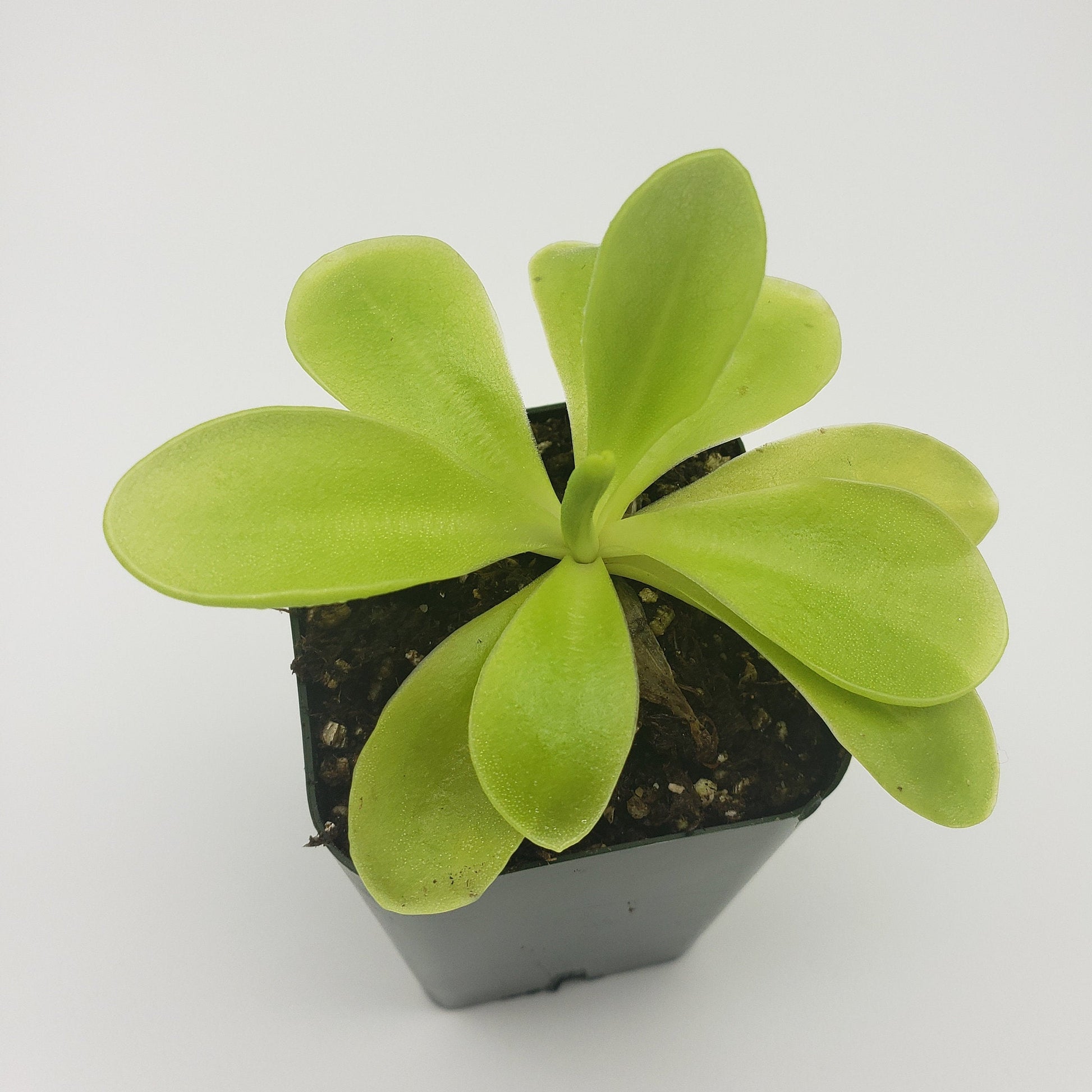 Pinguicula gigantea x 'Huahuapan' - Live Carnivorous Butterwort Plant – Butterworts